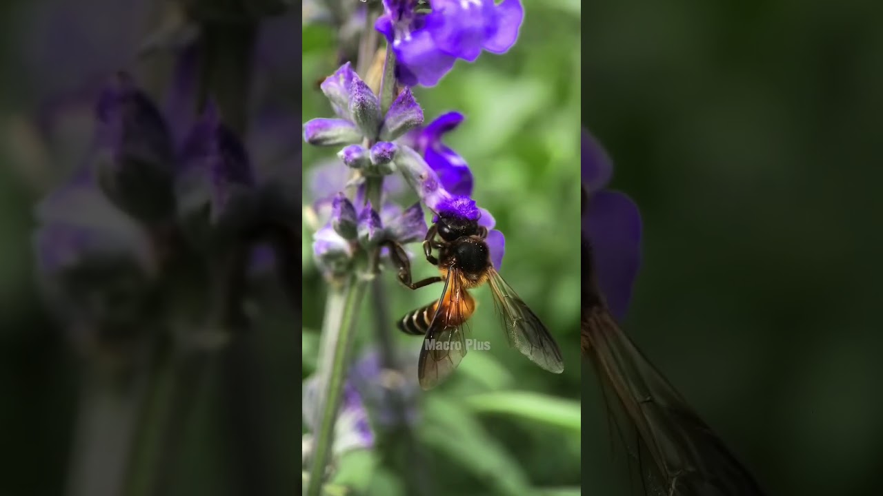 Bee Behavior in Macro 🐝 