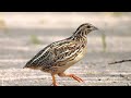 The Magnificent Quail Sound Quail Sound Effect 
