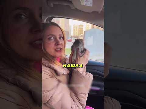 Жена Подобрала На Помойке Сплинтера 🐀🗑️😂