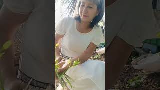 Cách trồng cần nước #vymientay #farmlife
