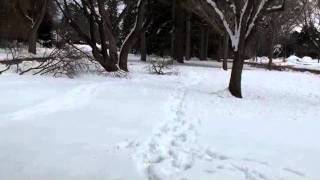 Snow_Tracking.m4v