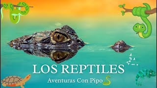 Los Reptiles 2🐍🐢/ PARA NIÑOS by Aventuras con Pipo 2,843 views 2 months ago 3 minutes, 20 seconds