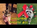 Cмешные ЕНОТЫ #11 / Приколы с ЕНОТАМИ 2020 / Funny Raccoons.