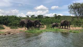 African Savannah Elephants