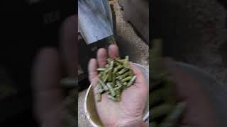 Strohpellet Herstellung