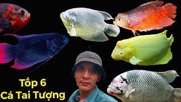Tốp 7 dòng Cá Tai Tượng siêu hót trong năm 2025 - Thái Salem vê lốc
