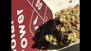 Solar Power Strain Review - The Daily Haze