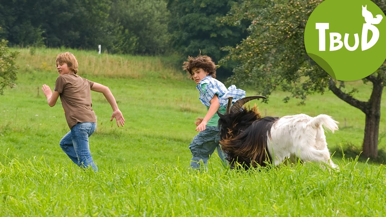 Bocksprünge (Folge 7), Tiere bis unters Dach