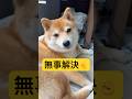 以後気をつけます🫡#柴犬 #豆柴 #shibainu #犬 #犬のいる暮らし #shorts
