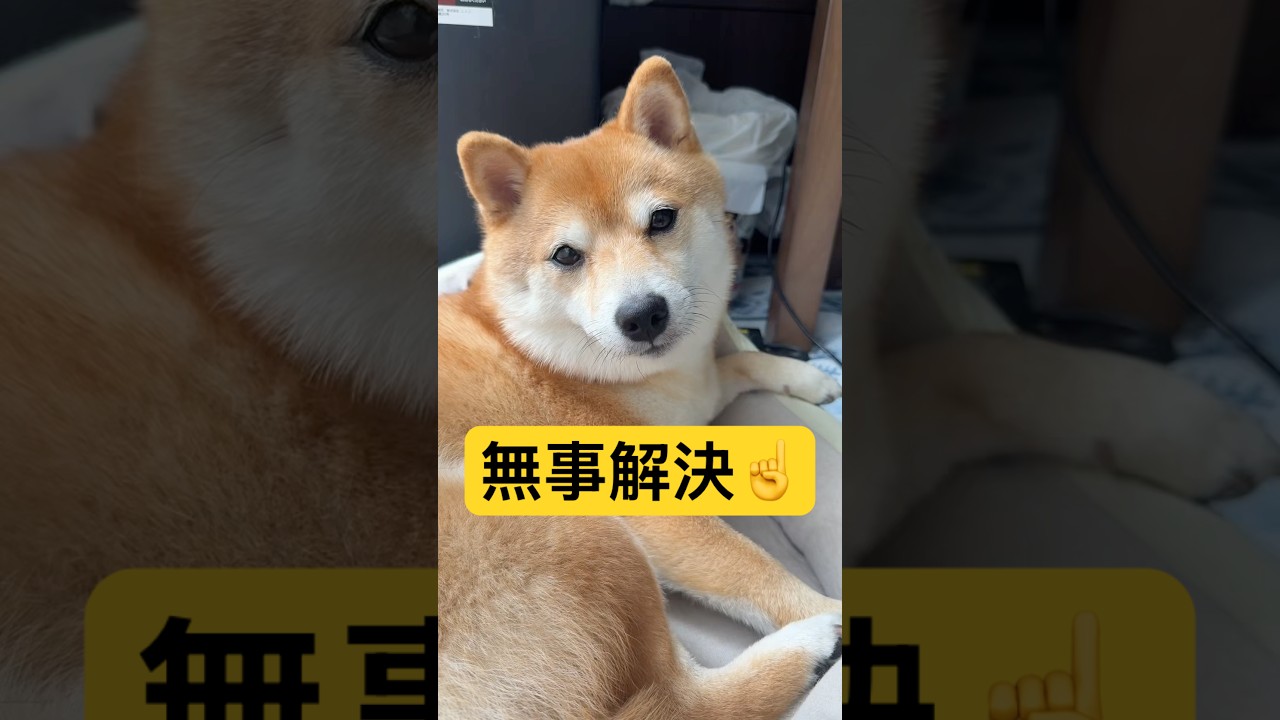 以後気をつけます🫡#柴犬 #豆柴 #shibainu #犬 #犬のいる暮らし #shorts