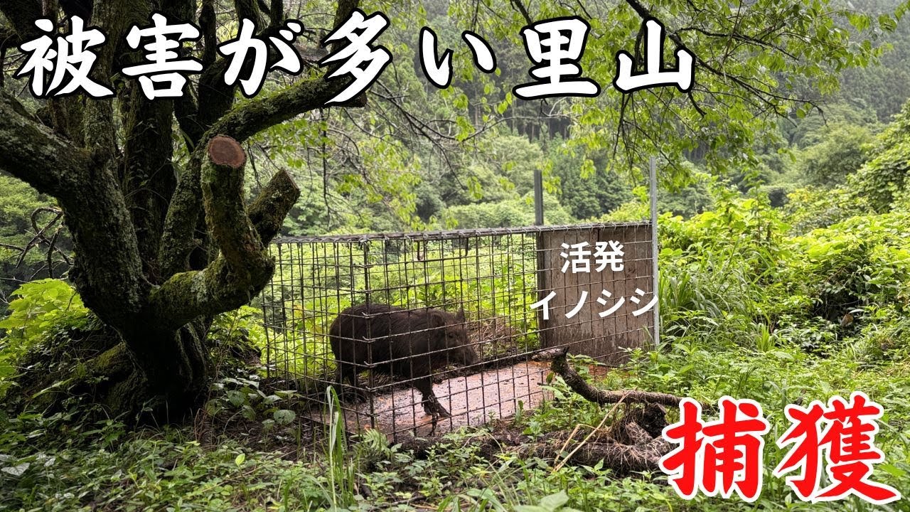 高橋春成編『日本のシシ垣』 | 猫好きが読んだ千冊の本