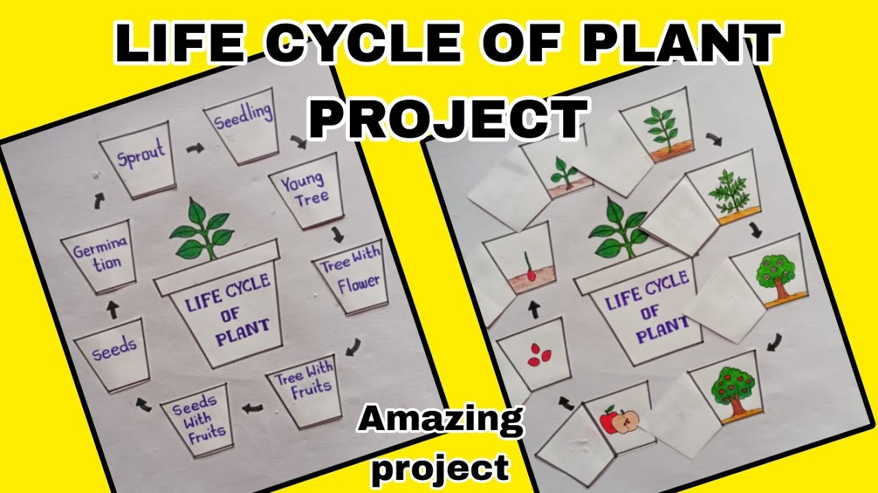 Life cycle of plant | project on life cycle of plant | life cycle of plant diagram 