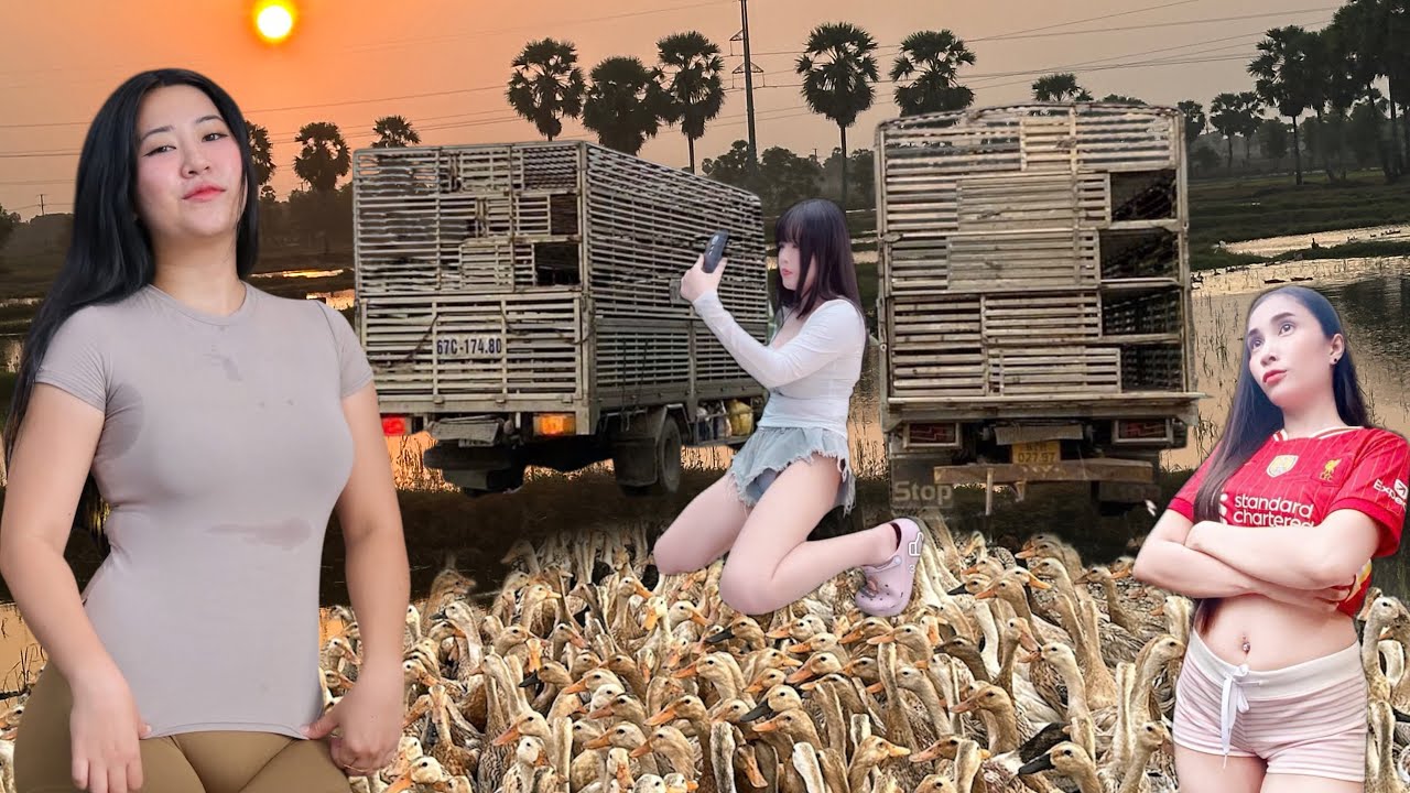 A close look at the life of a farmer raising 30,000 free-range ducks.