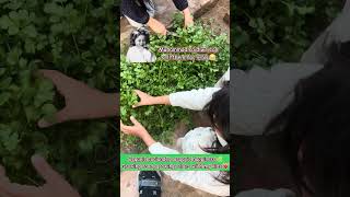 Organic coriander, organic happiness 🌿 Growing food, growing values with my kids ❤️ #groworganic