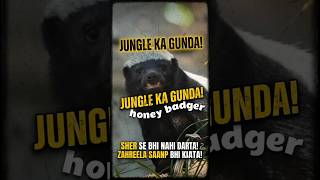 Jungle’s Most Fearless Fighter – The Honey Badger 😱 #shorts