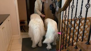お父さん、お母さん、息子…それぞれをお出迎え　Great Pyrenees　グレートピレニーズ