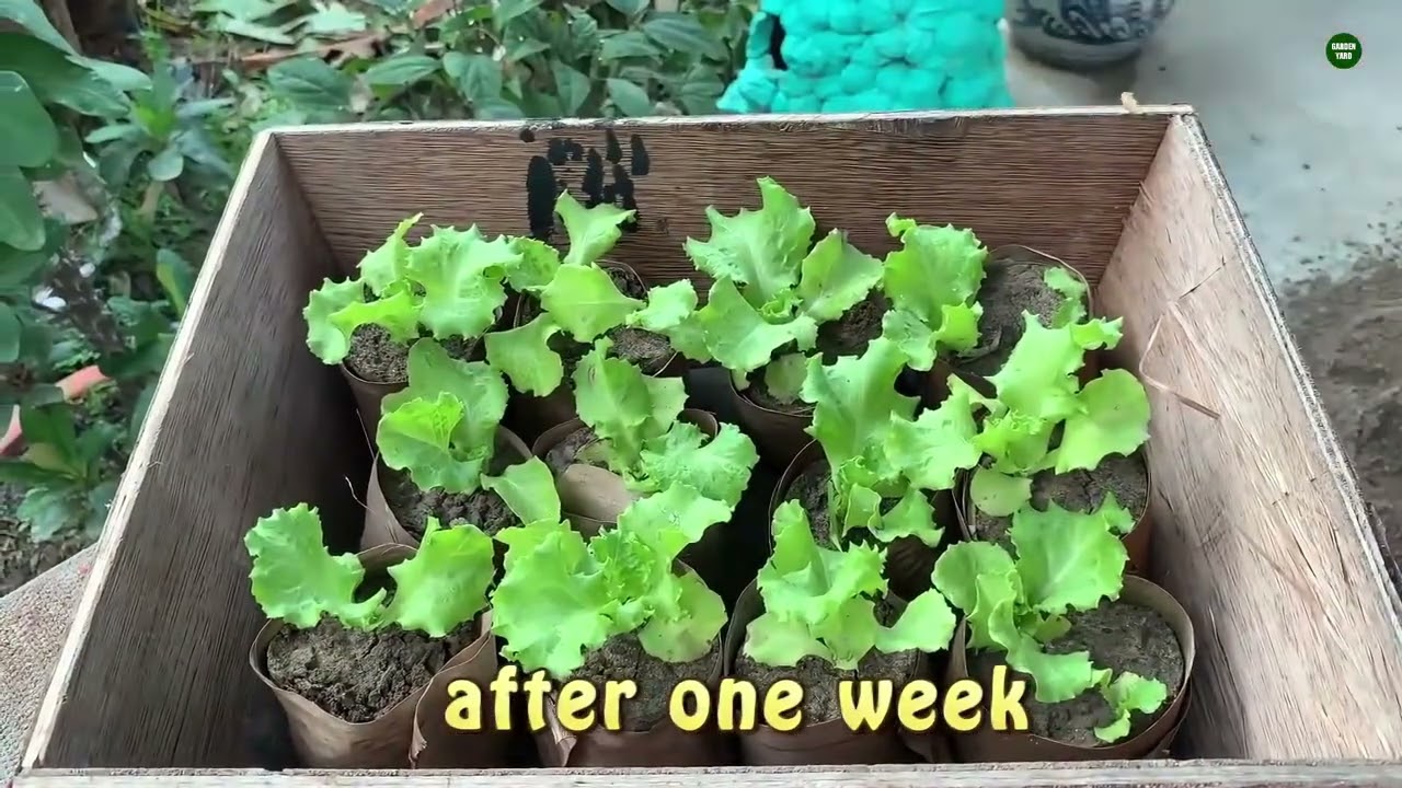 Banana leaves as molds for sowing vegetable seeds - idea to avoid birds eating vegetables