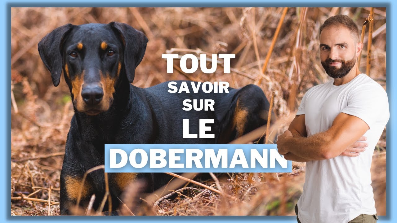 Dobermann