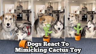 Huskies React To Mimicking Cactus Toy
