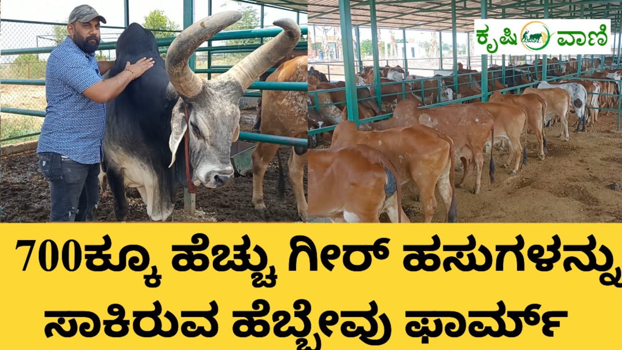 700 ದೇಸಿ ಹಸುಗಳನ್ನು ಸಾಕಿರುವ ಹೆಬ್ಬೇವು ಫಾರ್ಮ್ | Hebbevu Farms | Biggest Gir Cow Farm in South India |