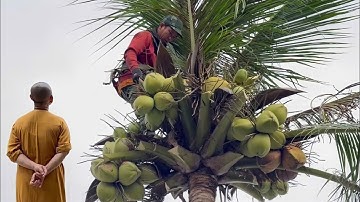 Cưa cây dừa siêu trái to , Cho cô ở tri lăng . Cưa cây kỷ thuật cao 