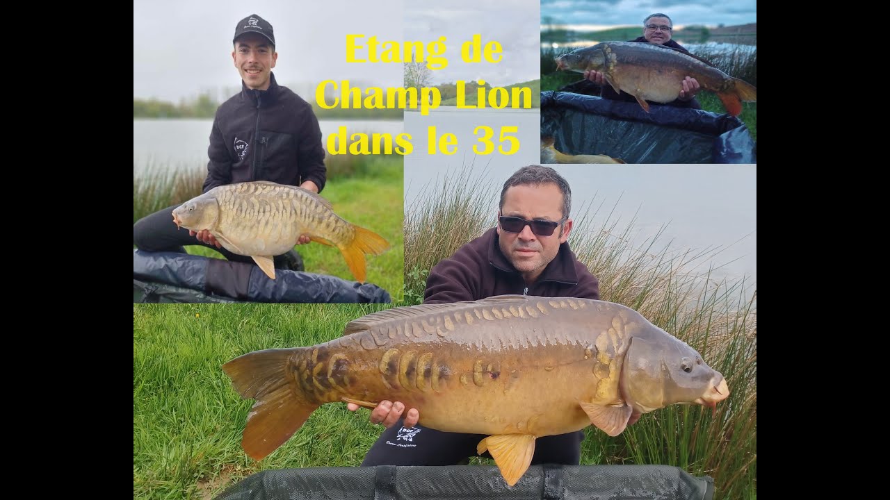 Pèche à la carpe Dream Carpfishing Sur l'Etang de Champ Lion en Ille-et-Vilaine dans le 35