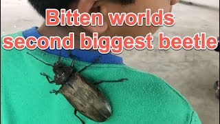 Bitten by worlds second largest beetle Giant Fijian Longhorn Beetle Xixuthrus heros   rare footage