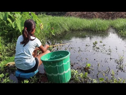 Fishing video ✅ || The beautiful girl catch hook fishing 🎣 in village mud water #fish #fishing