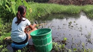 Fishing video ✅ || The beautiful girl catch hook fishing  in village mud water #fish #fishing