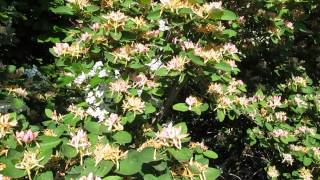 The Buzzing Tree