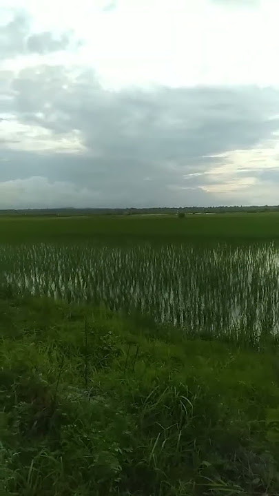 oke gas nomer 2 Torang gas#shortvideo #subscribe #story #status #instagram #fbreels #viral #beranda