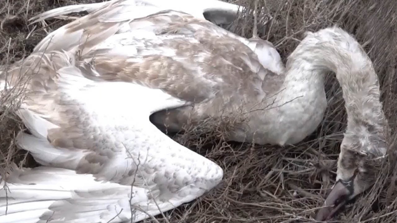 Массовая гибель лебедей в Казахстане. Может ли птичий грипп перейти на людей?