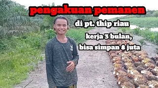 begini pengakuan pemanen saat kerja di pt thip. perkebunan kelapa sawit riau||loker riau pekanbaru