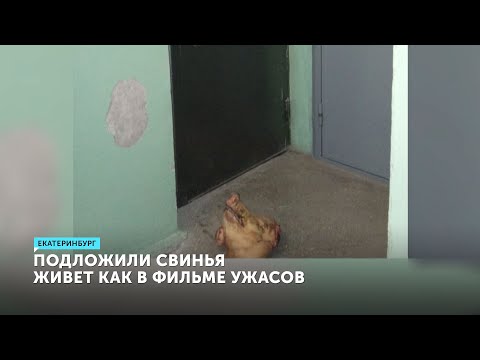 Голова свиньи у
