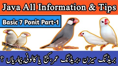 Java Sparrow Complete Information | Java Finch | Java Birds | Mini Zoo