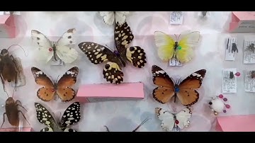 Introductory Crop Protection (Part 2) - Diseases & Insect Pests