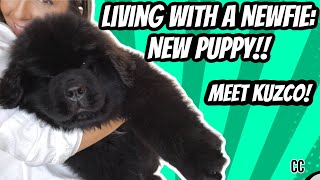 LIVING WITH A NEWFIE: NEW PUPPY! MEET KUZCO! // NEWFIE PUPPY TIPS
