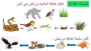 السلسلة الغذائية / علوم الصف الرابع / فهيمة ربيع