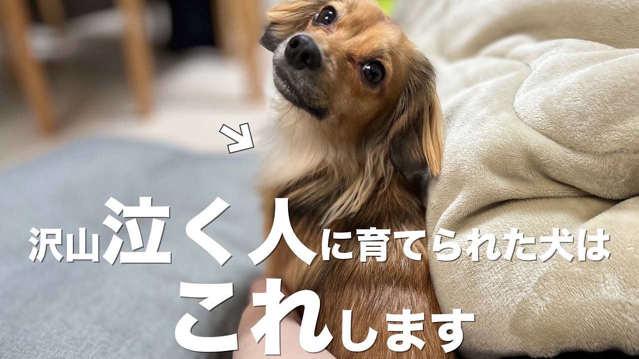 沢山泣く人に育てられた犬はこんな行動をします Youtube 沢山泣く人に育てられた犬はこんな行動をします Youtube