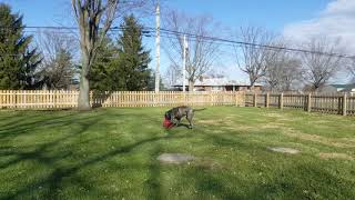 Argentina Dog Playing Soccer