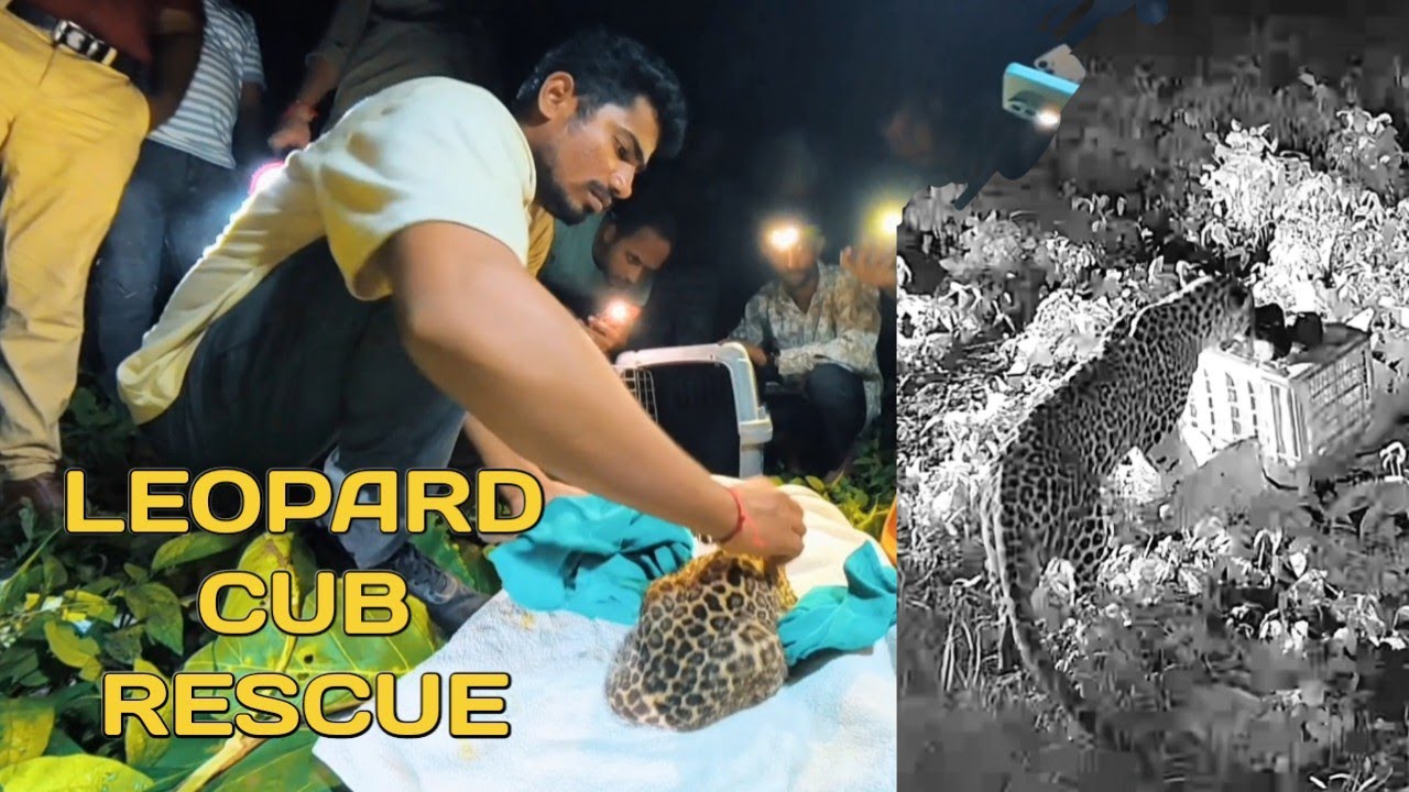 Трогательная встреча: Мать-Леопард и детёныш объединились