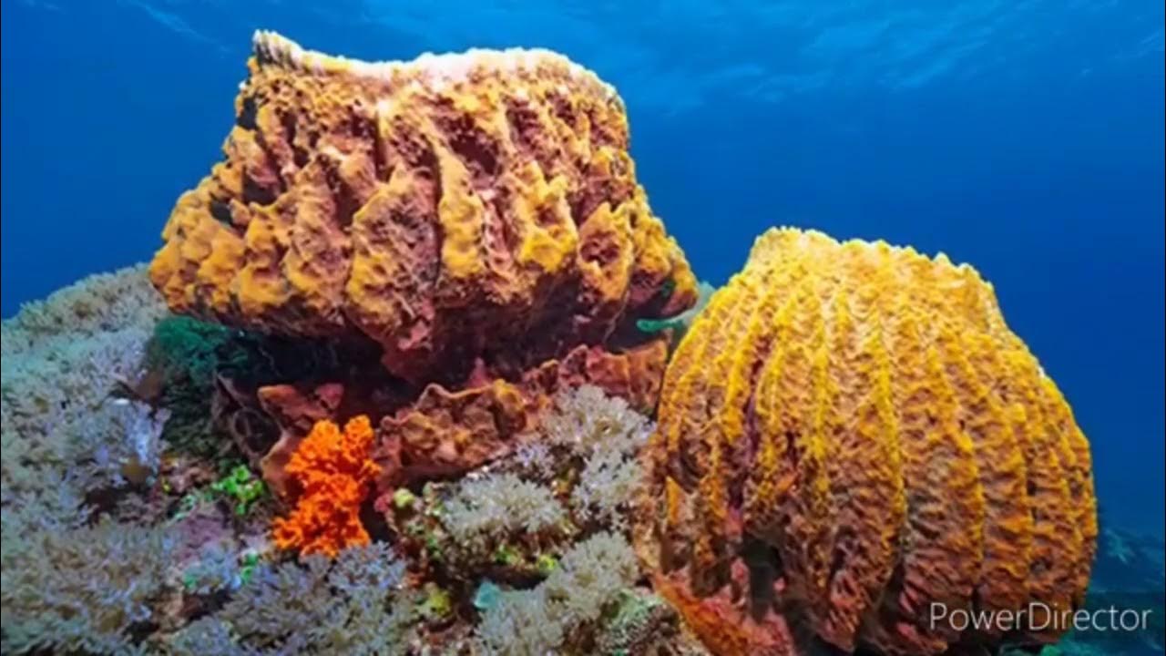 морская губка в море