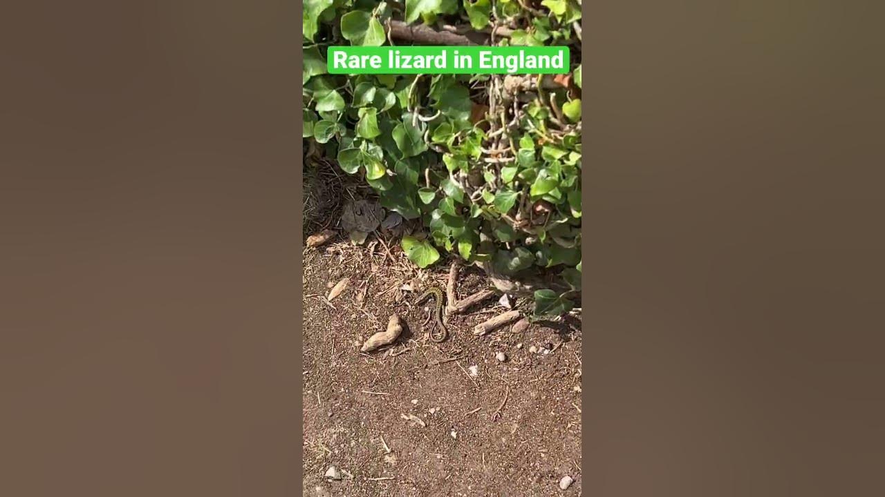 rare-lizards-in-england-youtube