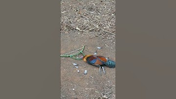 wild chicken trap