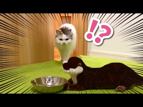 【衝撃】カワウソが猫のご飯を盗んでいました