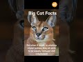 Big Cat Facts #1