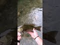 HUGE Topwater BLOW UP! #fishing #creekfishing #youtubeshorts