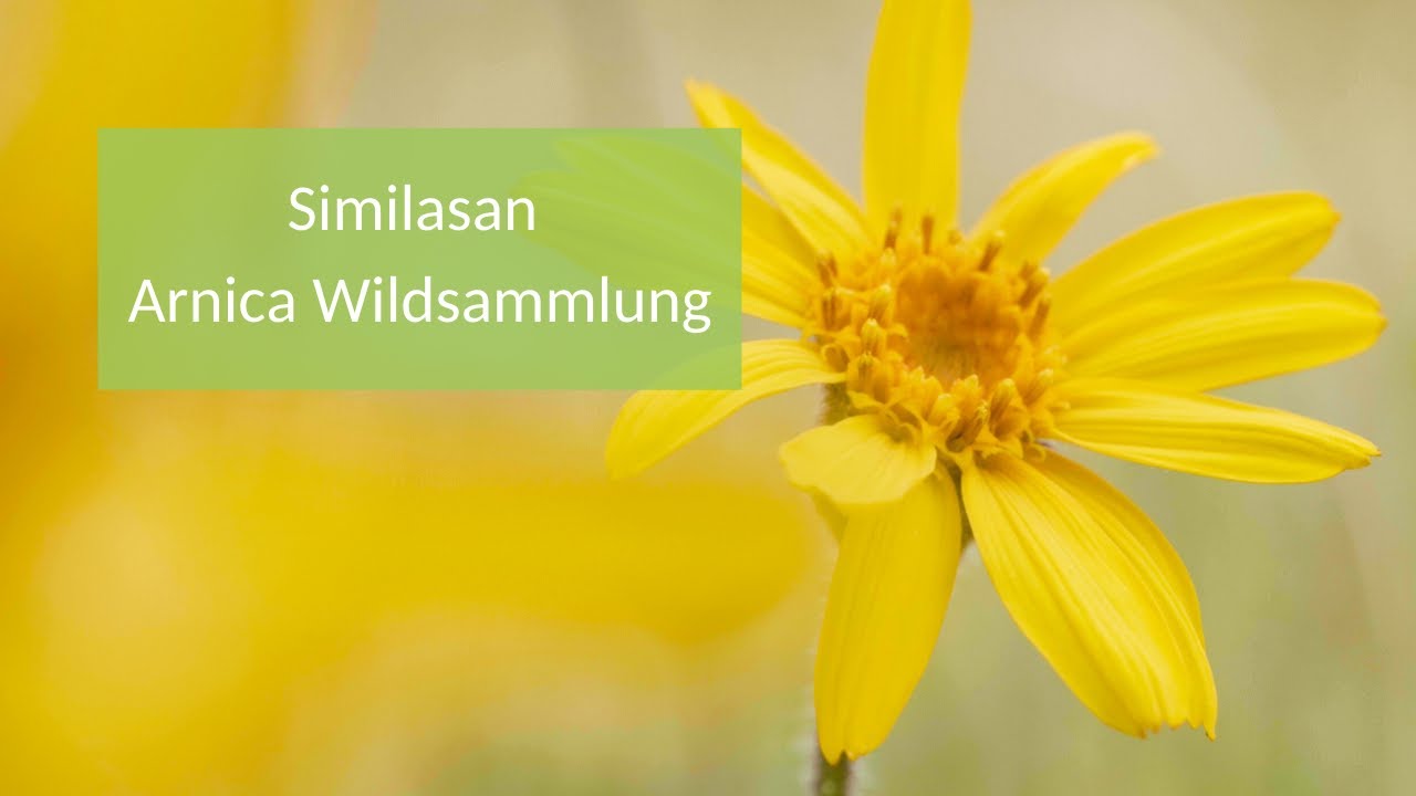 Similasan Arnica Wildsammlung