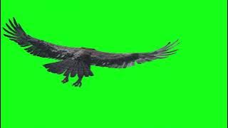 EAGLE flying / green screen VFX /Royal music