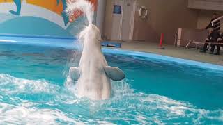 20161126 143429 Beyaz Balina